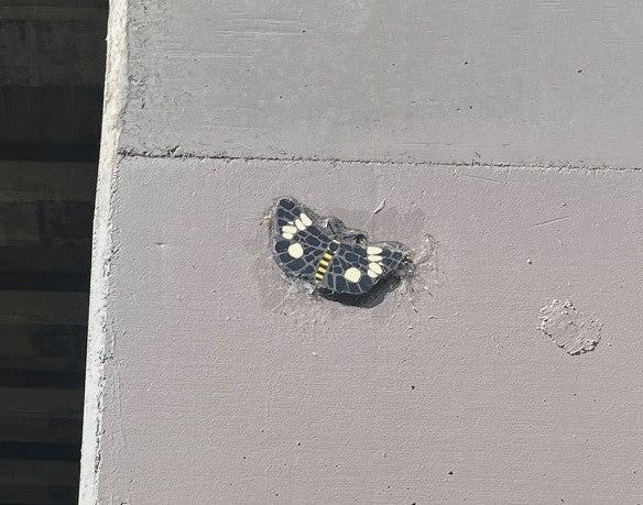 Magpie Moth mosaic