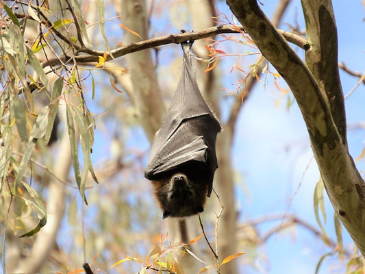 Flying Fox at Yarra Bend Park