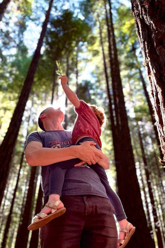 Redwood Californian Forest Warburton