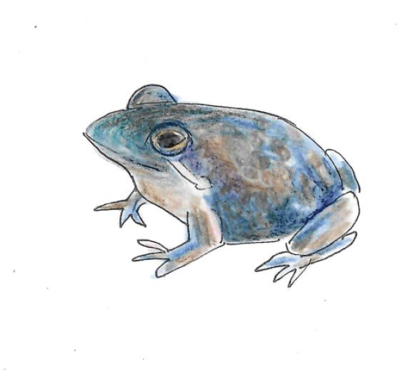 Eastern Banjo Frog Gumnut Trails illustration