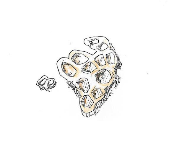 Honeycomb Barnacle Gumnut Trails Rockpool Secrets Illustration