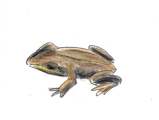 Common Froglet Gumnut Trails illustration
