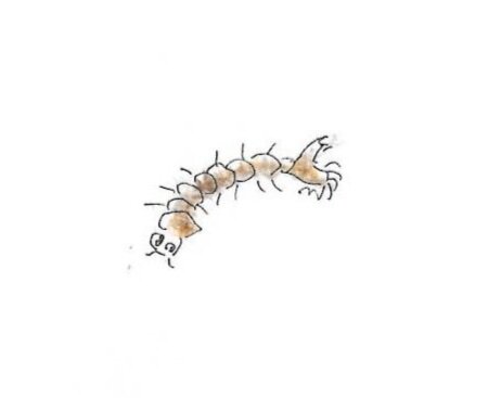 Mosquito Larva Gumnut Trails illustration