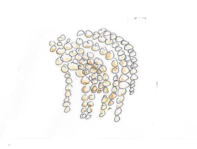 Neptunes Necklace Gumnut Trails rockpool secrets illustrations