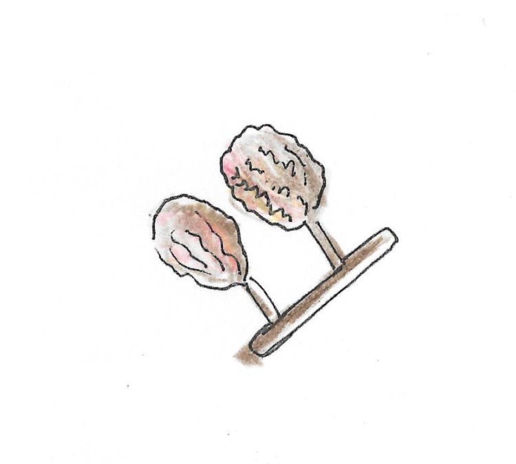 She-Oak Seed cone Gumnut Trails illustration