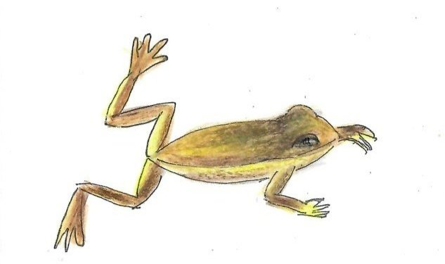 Southern Brown Tree Frog Gumnut Trails illustration