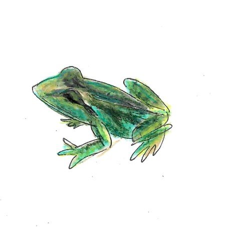 Striped Marsh Frog Gumnut Trails illustration
