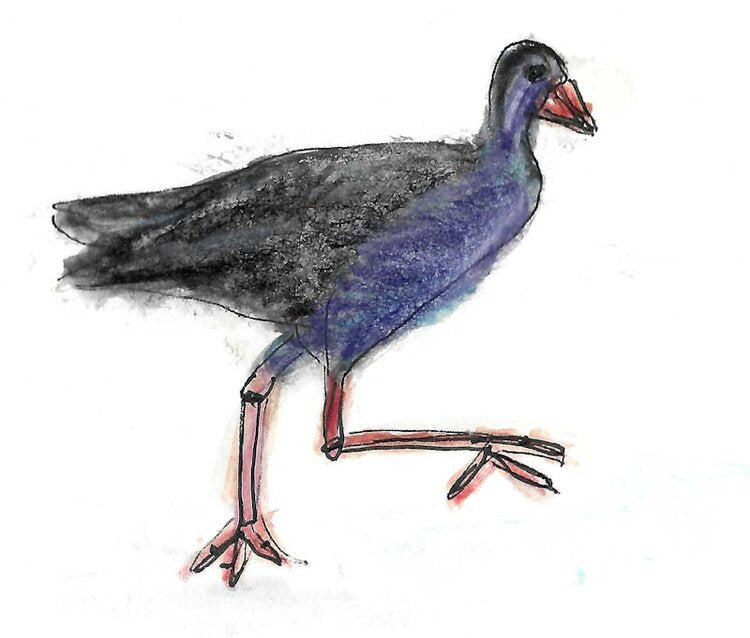 Purple Swamphen Gumnut Trails illustration