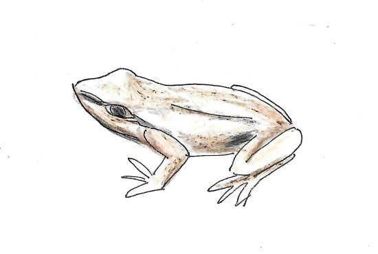 Whistling Tree Frog Gumnut Trails illustration