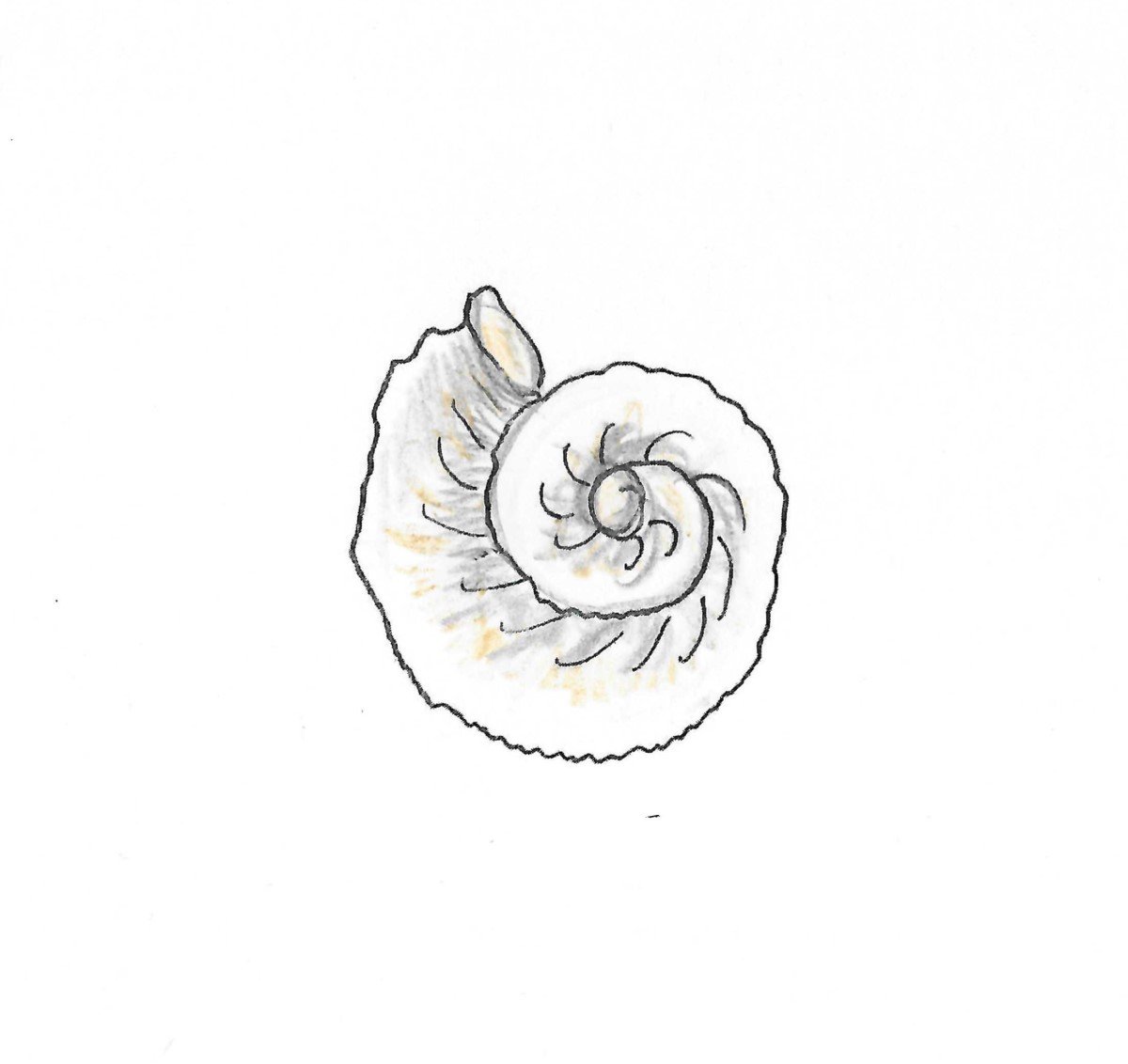 Ammonite Fossil Gumnut Trails gallery illustration