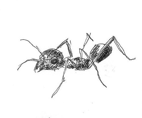Black Ant Gumnut Trails bug illustration