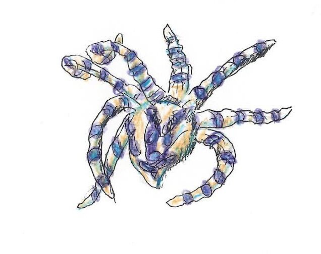 Blue Ringed Octopus Gumnut Trails rockpool gallery illustration