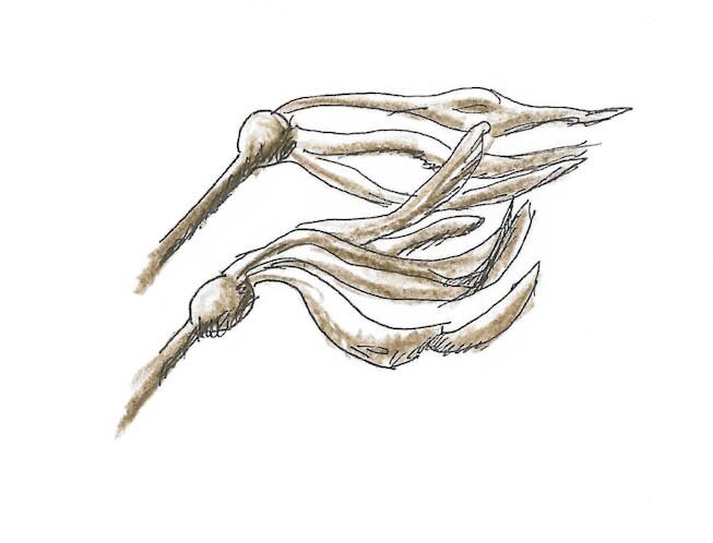 Bull Kelp Gumnut Trails rockpool secrets illustration