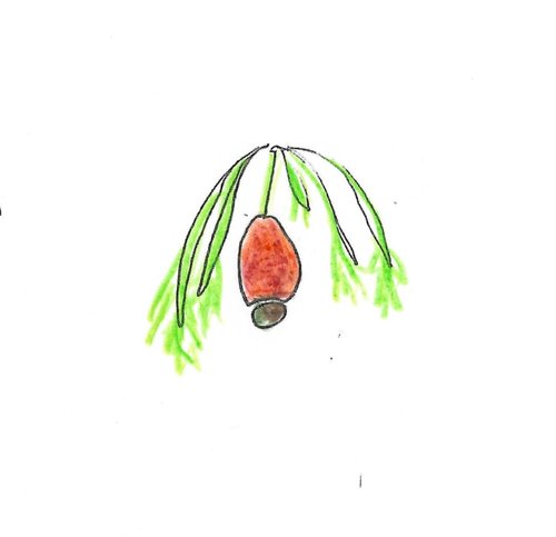 Cherry Ballart Seed and Fruit Gumnut Trails ID Gallery Illustration