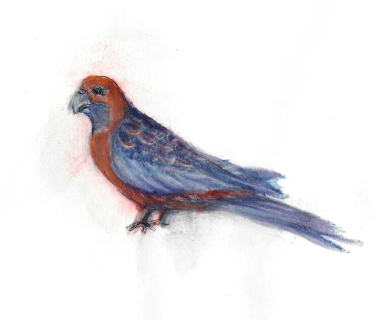 Crimson Rosella Gumnut Trails illustration