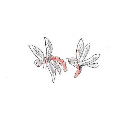 Dragonfly Gumnut Trails Water Bugs Illustration