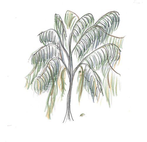 Drooping She-Oak tree Gumnut Trails Illustration