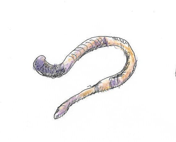 earthworm Gumnut Trails bug gallery illustration
