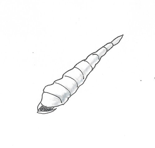 Gastropod Fossil Gumnut Trails gallery illustration