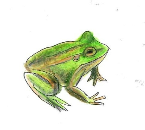 Growling Grass Frog Gumnut Trails illustration