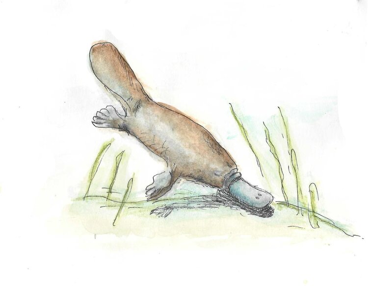 Platypus Gumnut Trails illustration