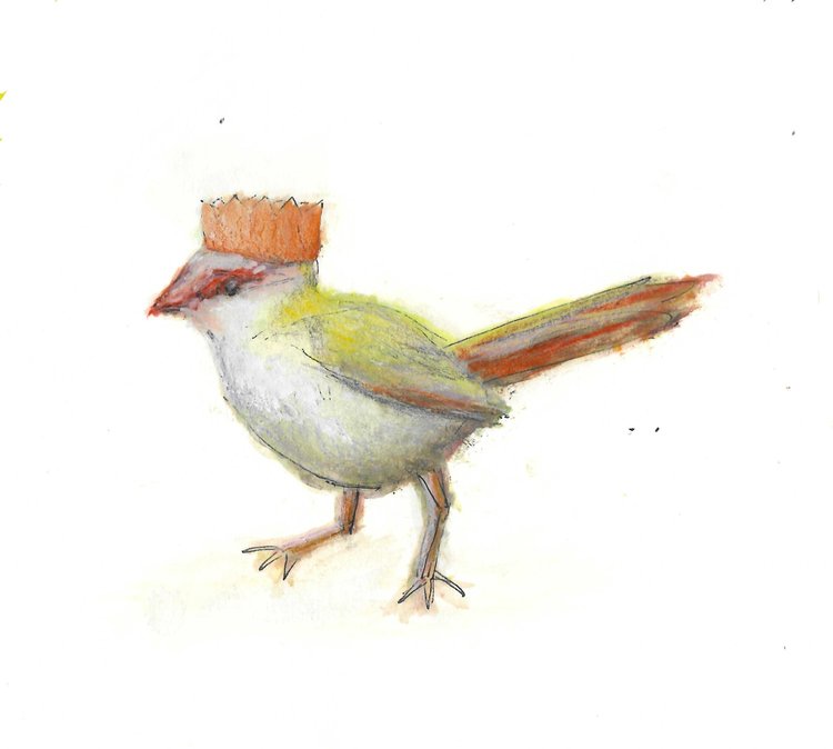 Red-browed Finch Gumnut Trails illustration with party hat