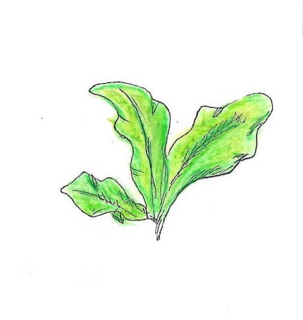 Sea Lettuce Gumnut Trails rockpool secrets illustration