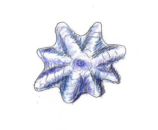 Common seastar Gumnut Trails rockpool secrets illustration