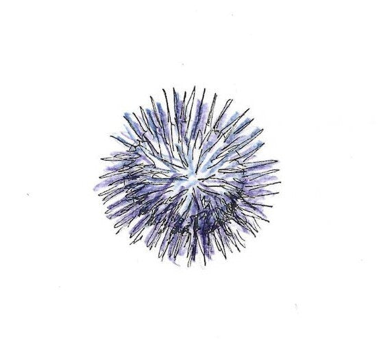 Sea Urchin Gumnut Trails Rockpool Secrets Illustration