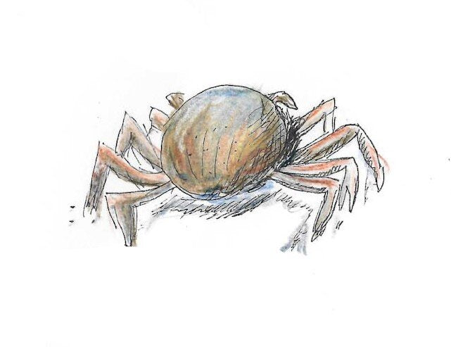 Shore Crab Gumnut Trails rockpools illustration