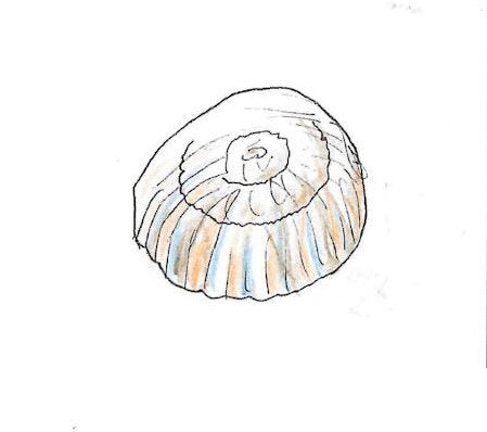 Smooth Limpet Gumnut Trails Rockpool illustration