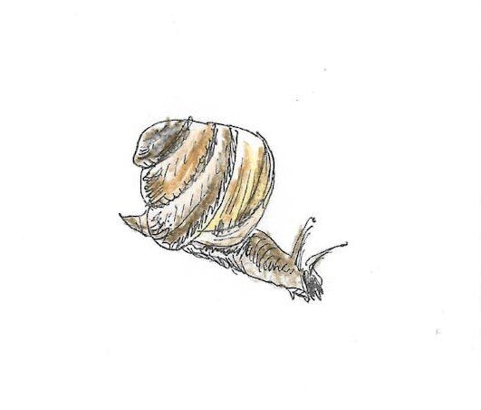 Common Snail Gumnut Trails bug gallery illustration