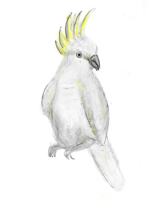 Sulphur-Crested Cockatoo Gumnut Trails illustration