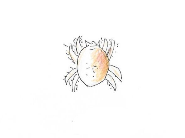 Water Mite Gumnut Trails water bug illustration