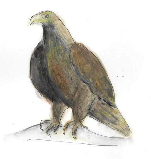 Wedge-tailed Eagle Gumnut Trails illustration