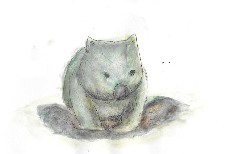 Wombat Gumnut Trails illustration